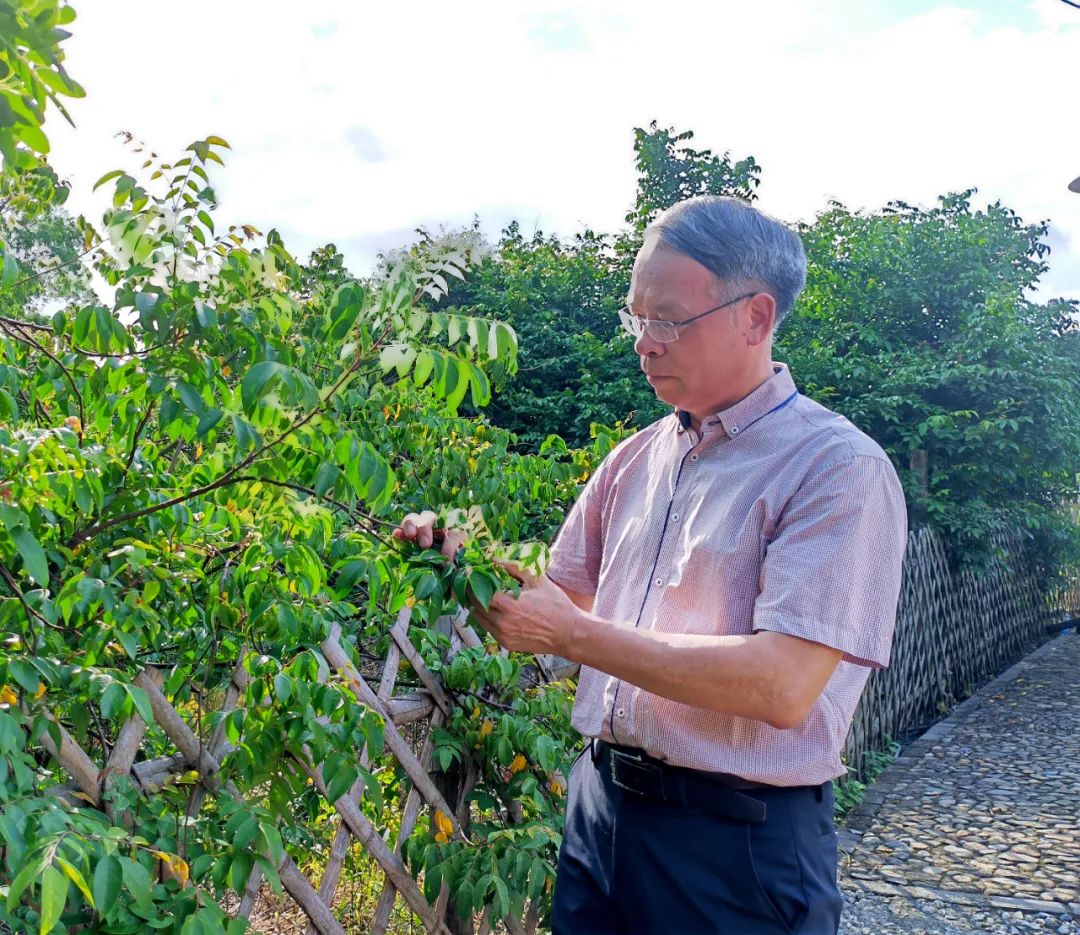 朱朝枝在田間地頭察看楊桃樹長勢。郭揚攝