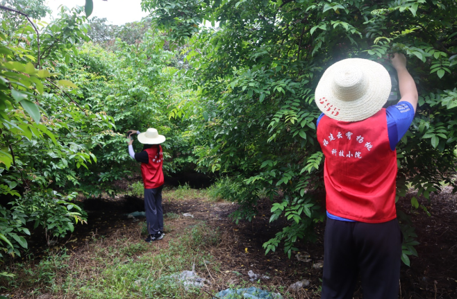 科技小院團隊在楊桃種植園安裝果蠅誘捕器。圖片來源《福建支部生活》