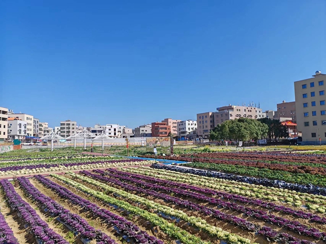 翔安區(qū)以黨建為引領，推動沙美社區(qū)“都市田園”項目建設，將閑置土地重新配置、規(guī)劃，造福一方。翔安區(qū)委宣傳部供圖