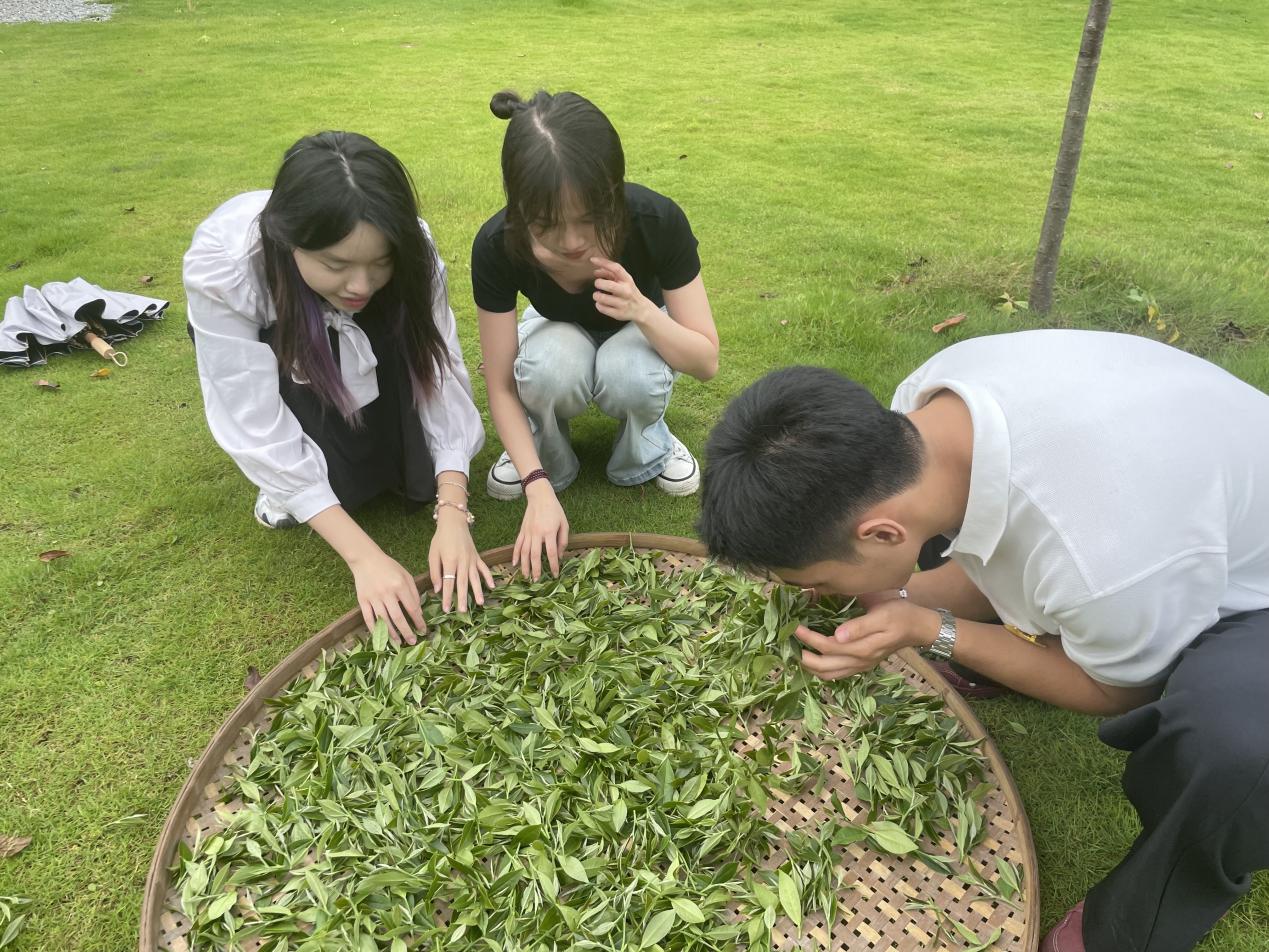 紅色高山講解隊隊員體驗制茶