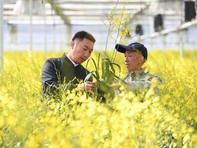 與公司負(fù)責(zé)人交流文心蘭種植技術(shù)