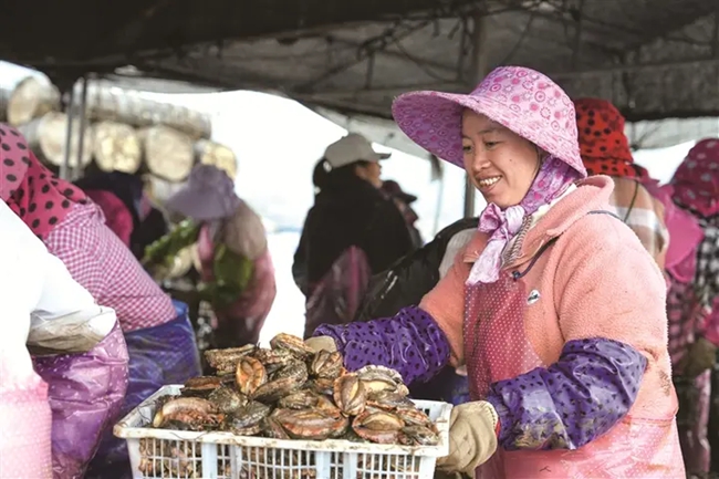 蕉城區(qū)三都鎮(zhèn)海域，鮑魚新鮮上市。記者 陳容 攝