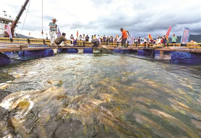 ▲蕉城區(qū)三都澳海域一大黃魚養(yǎng)殖漁排里，水美魚肥、魚躍人歡