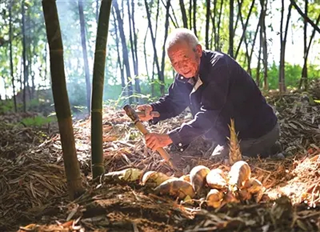 初夏時(shí)節(jié)，福安綠竹筍迎來采挖旺季 李郁 攝