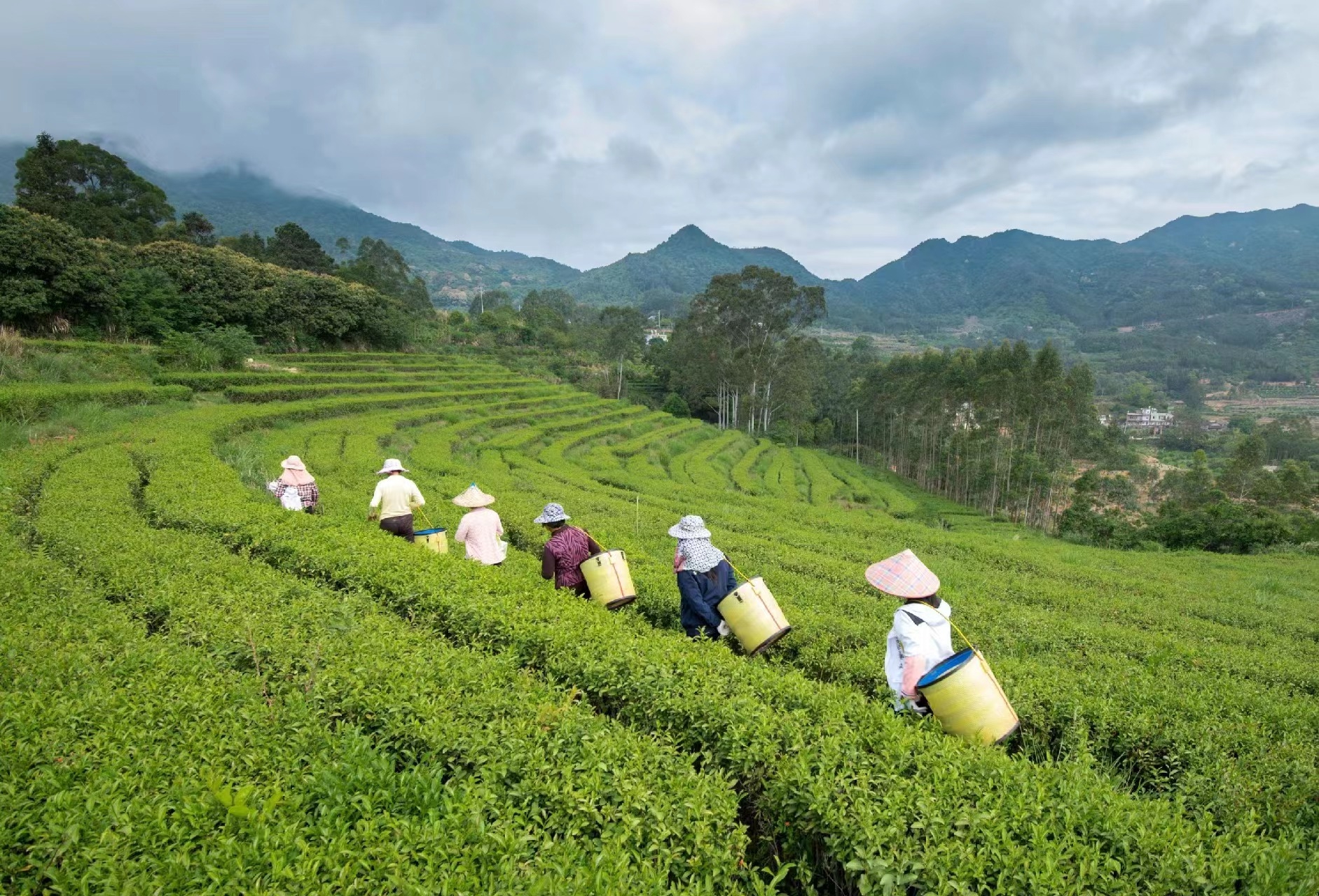 工人在茶園中采茶。