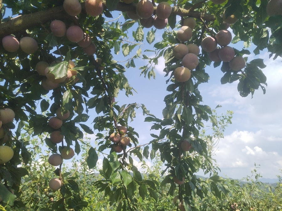 鮮紅的李子掛滿枝頭。