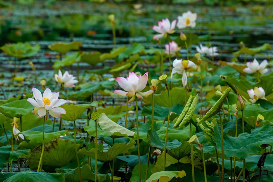 廈門(mén)集美馬鑾灣雙溪濕地公園里的荷花競(jìng)相綻放。陳瑞坤攝