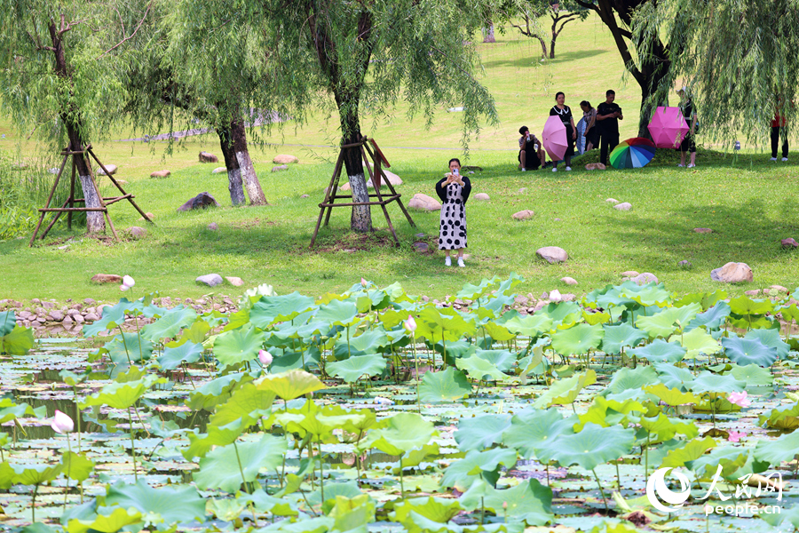 廈門(mén)同安文筆塔公園荷花池引客來(lái)。人民網(wǎng)記者 陳博攝