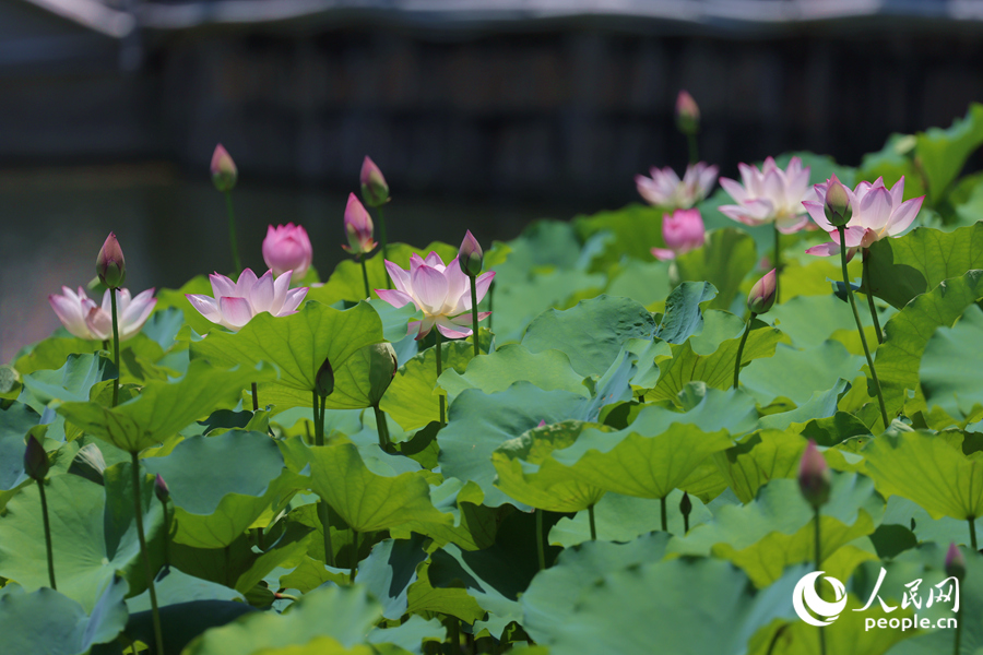 廈門(mén)荷花如約開(kāi)，又是一年賞荷時(shí)。人民網(wǎng)記者 陳博攝