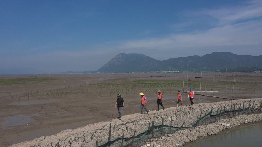 近年來，霞浦縣大力推廣紅樹林種植，面積已達(dá)5000多畝，顯著改善了灘涂生態(tài)環(huán)境。葉志堅(jiān) 楊鋒攝