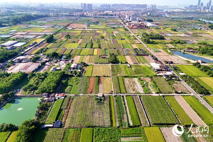 康潯村有田地300余畝，其中種植水稻約240畝。人民網(wǎng)記者 陳博攝