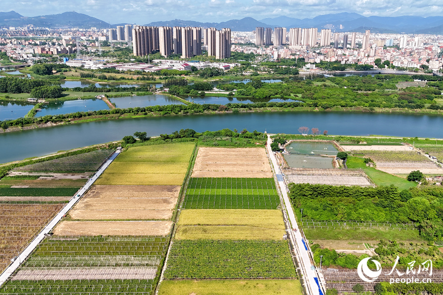 隔著西溪，康潯村的稻田與城市建筑相映成畫。人民網(wǎng)記者 陳博攝