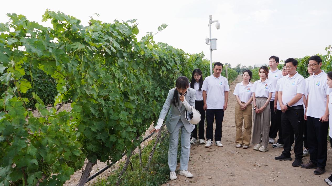 講解員為實踐隊師生介紹園區(qū)葡萄種植模式。