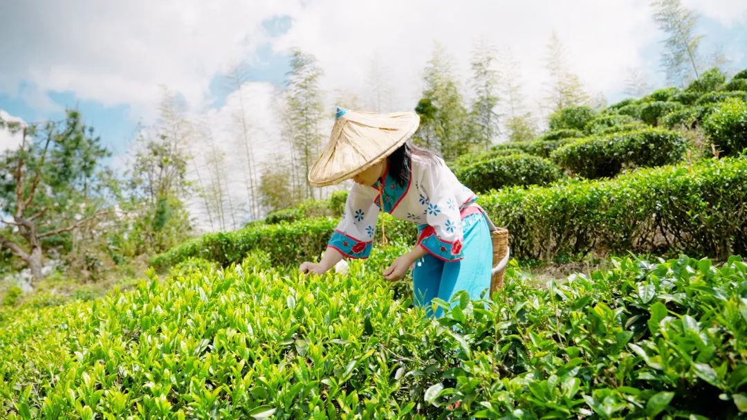 江山斜背茶制茶歷史悠久。