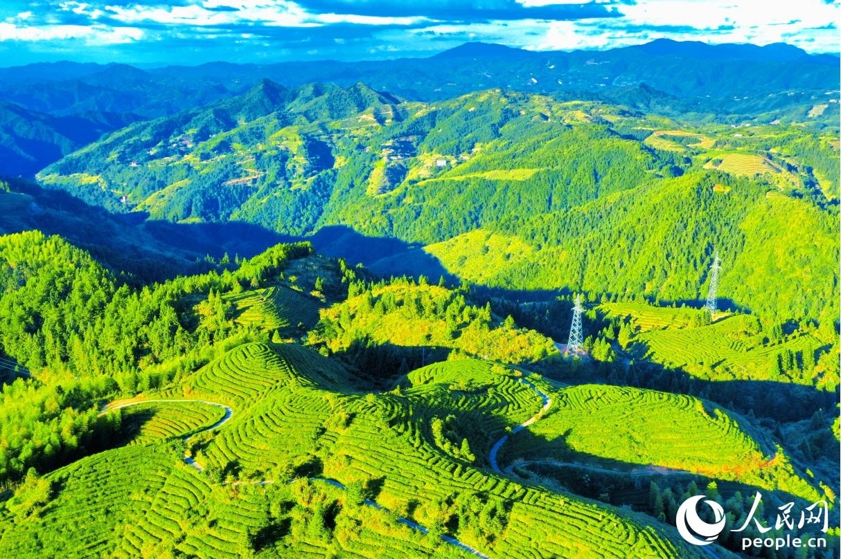 碧空如洗，高山茶園在日影映襯之下“鋪滿”蜿蜒群山。人民網(wǎng) 李唯一攝