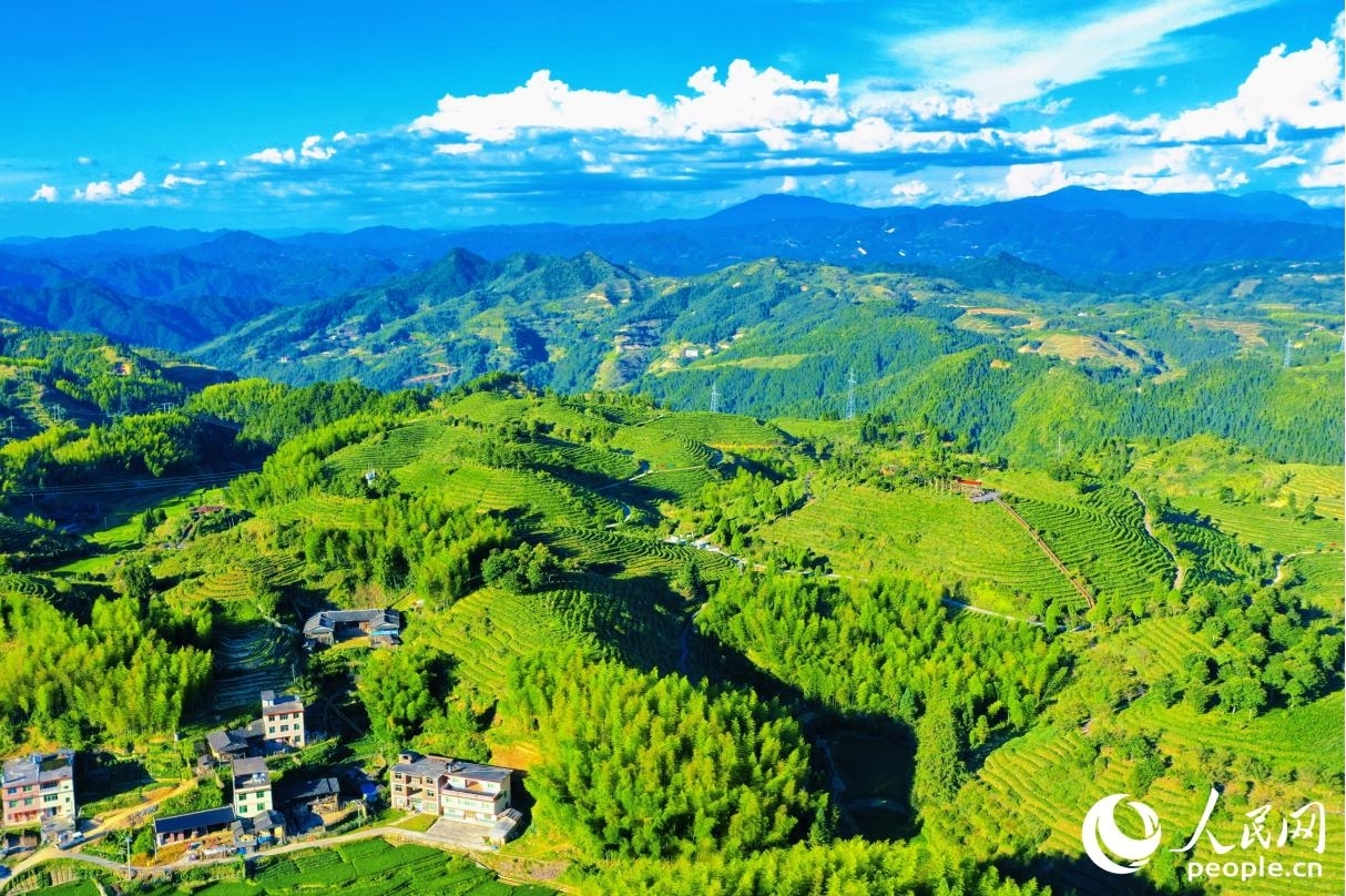 大田縣擁有海拔千米以上的山峰175座，90%以上的茶園位于海拔800米至1200米之間，獨特的宜茶環(huán)境，滋養(yǎng)出優(yōu)質(zhì)的高山茶。人民網(wǎng) 李唯一攝