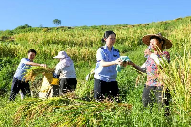 民輔警幫助農(nóng)婦收割稻谷。安溪縣公安局供圖