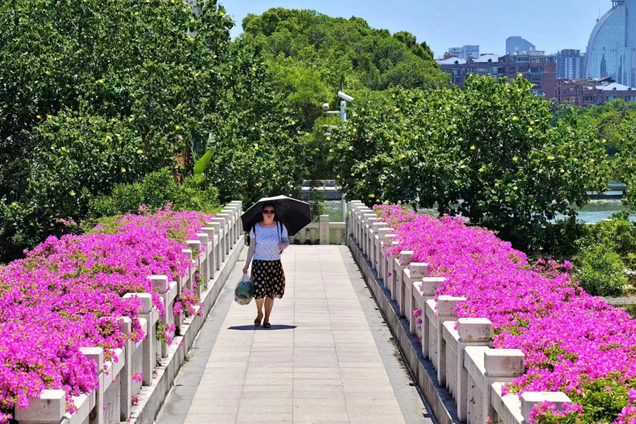 廈門筼筜湖畔三角梅“一路生花”。林麗華攝