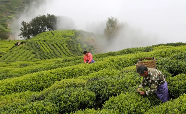 茶農采茶。劉巖生攝