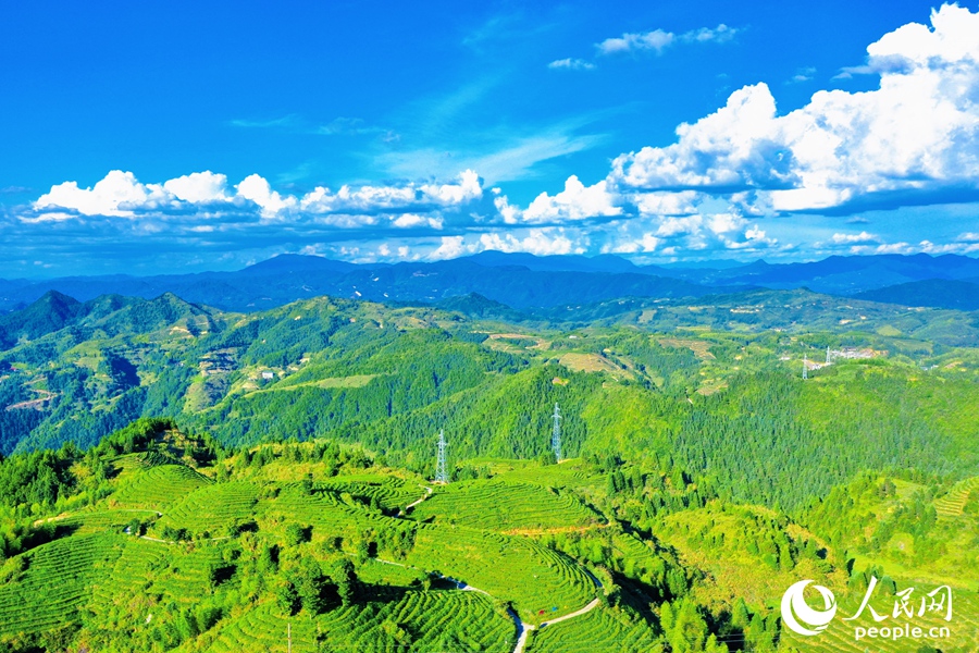 屏山是大田縣十萬畝茶園的核心區(qū)，大田美人茶最早就出產(chǎn)于此。人民網(wǎng) 李唯一攝