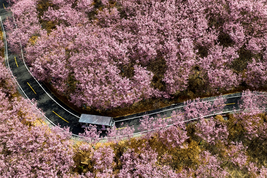 在清流賴坊櫻花園內(nèi)，一輛輛滿載游客的觀光車穿梭期間。陳汝輝攝