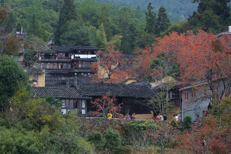 四坪村的柿子樹讓旅游旺季延長了三個月。李涇荷攝