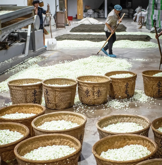 生產(chǎn)車間內(nèi)擺放著成筐待加工的茉莉花。東來茶業(yè)供圖