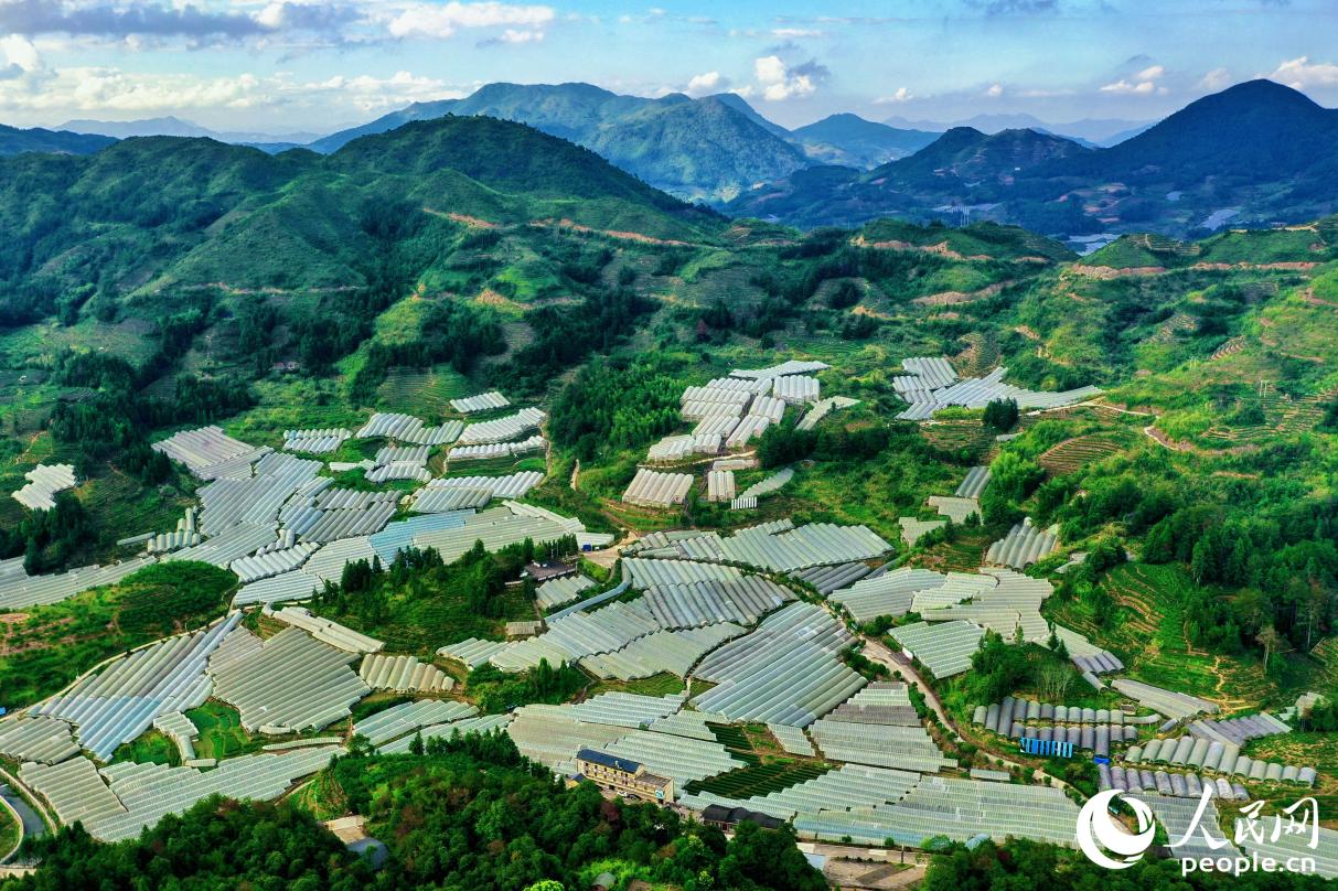 鳳陽(yáng)鎮(zhèn)獨(dú)特的高山氣候，給晚熟葡萄提供了適宜的生長(zhǎng)環(huán)境。人民網(wǎng)記者 蘭志飛攝