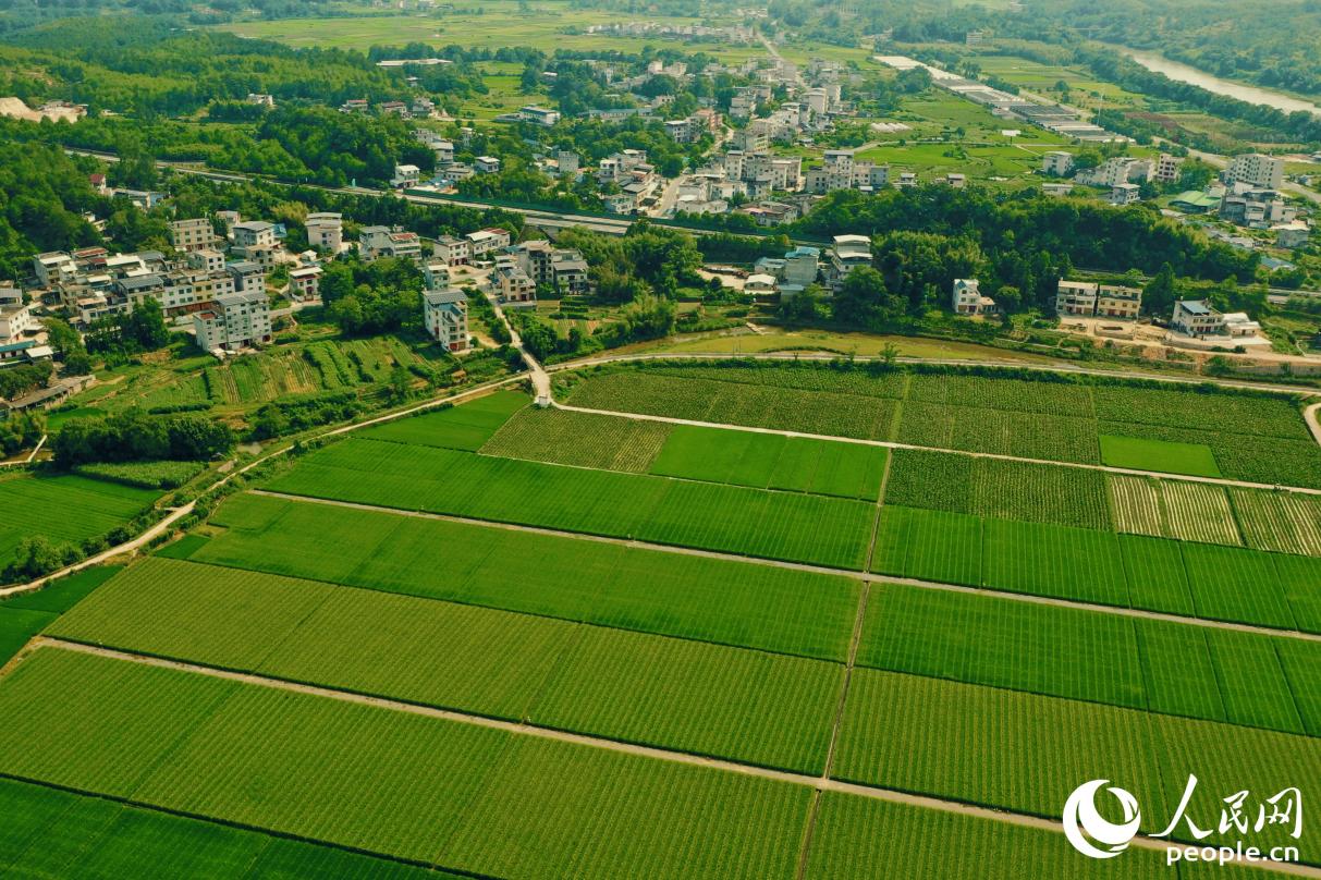 萬畝農(nóng)田錯落有致，成就鄉(xiāng)村生動圖景。人民網(wǎng) 李唯一攝