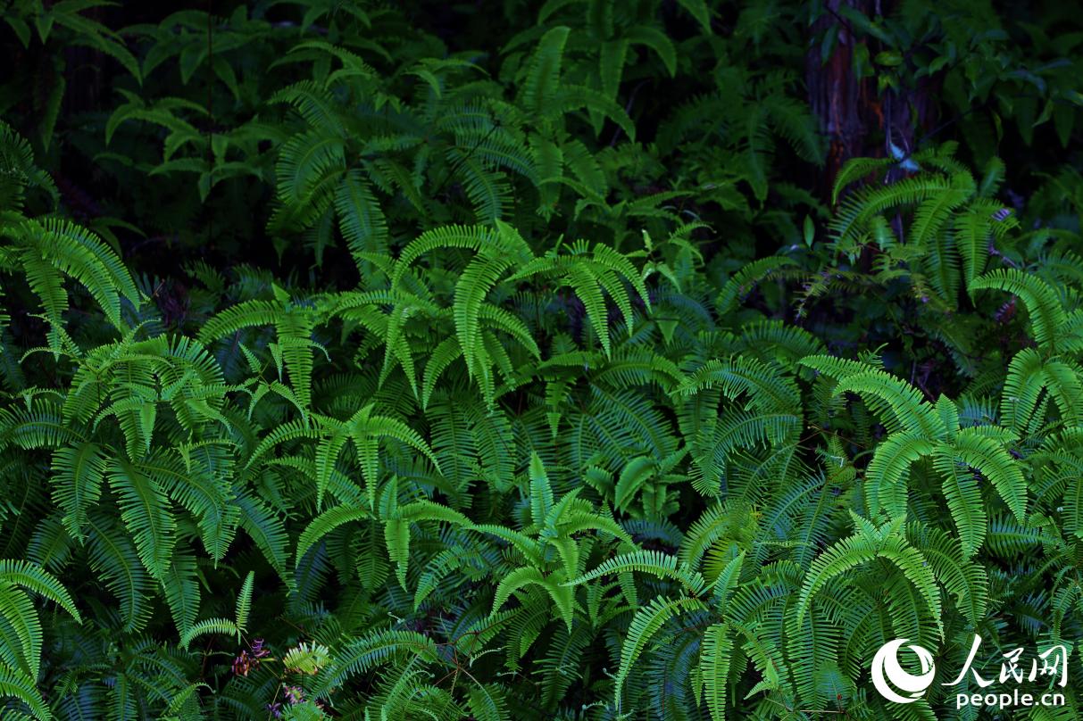 汀江國家濕地公園現(xiàn)有維管束植物424種，植被茂盛。人民網(wǎng) 李唯一攝