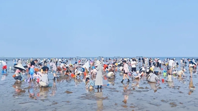 不少游客前來體驗趕海。