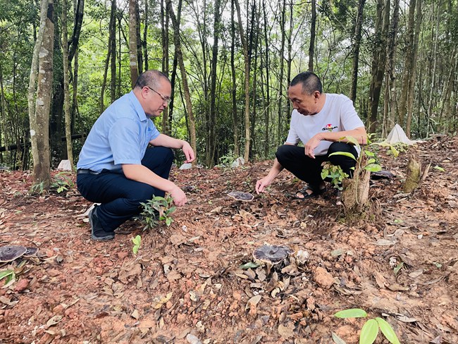 武平農(nóng)信聯(lián)社金融助理前往林農(nóng)林場查看靈芝生長情況。