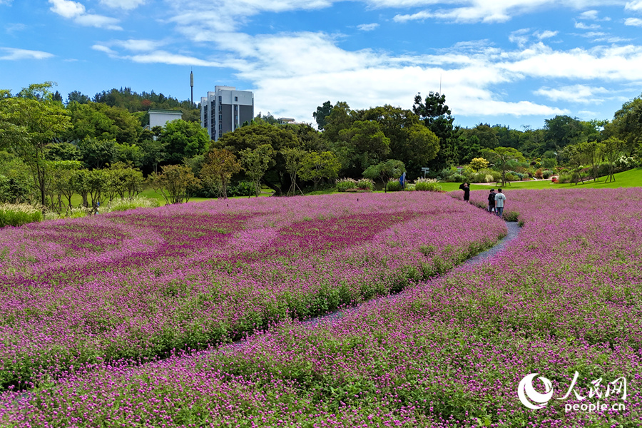 在廈門市園林植物園西山園中，千日紅花海如夢(mèng)如幻。人民網(wǎng)記者 陳博攝