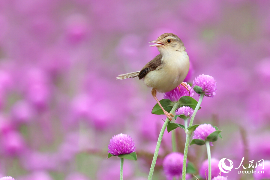 小鳥在千日紅花枝頂端眺望。人民網(wǎng)記者 陳博攝