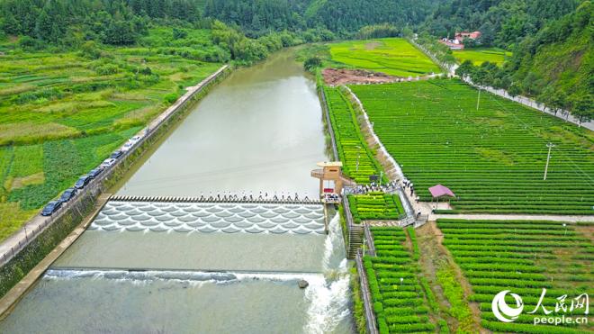 桃溪鎮(zhèn)綠茶種植歷史悠久，是武平綠茶核心主產區(qū)，被海峽兩岸茶葉交流協(xié)會授予“中國特色炒綠之鄉(xiāng)”。與會人員深入茶園、田間地頭，考察“茶旅融合”帶動富民強村。人民網 李昌乾攝