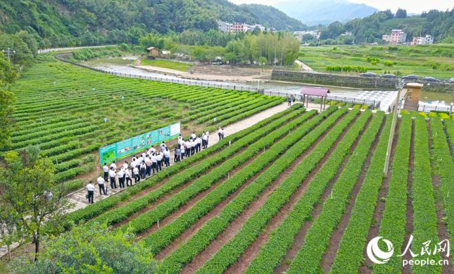 桃溪鎮(zhèn)綠茶種植歷史悠久，是武平綠茶核心主產(chǎn)區(qū)。人民網(wǎng) 李昌乾攝