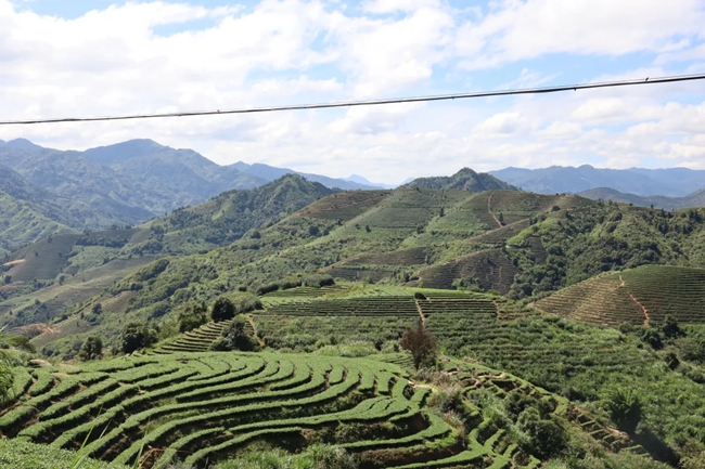 感德鎮(zhèn)茶山