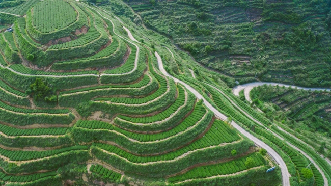 西坪茶園