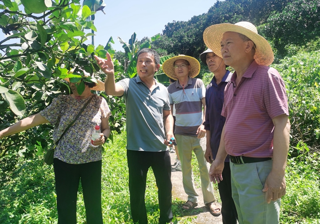 寧德福鼎市農(nóng)業(yè)農(nóng)村局退休干部黨支部組織”銀發(fā)人才“開(kāi)展果樹(shù)種植技術(shù)指導(dǎo)