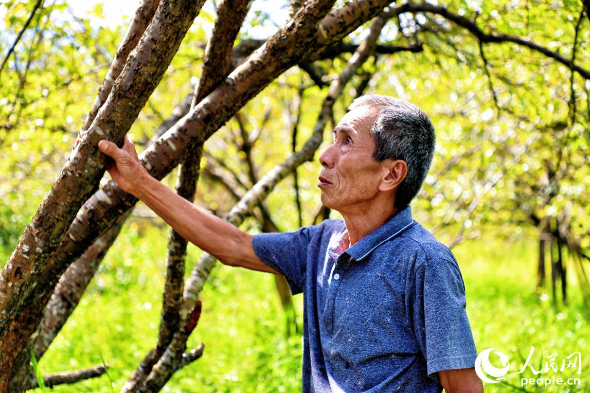 種植戶薛祖進(jìn)在果園。人民網(wǎng) 李唯一攝