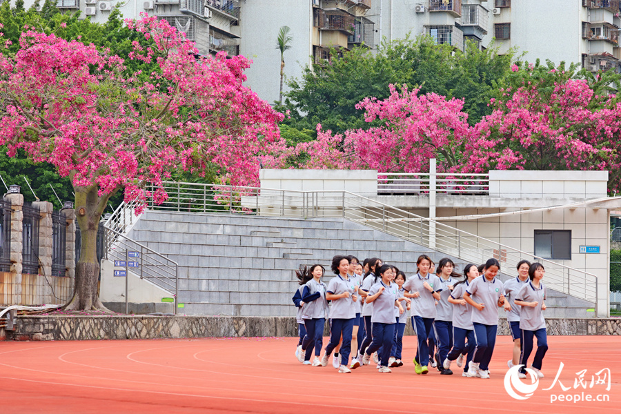 廈門(mén)六中的“美人樹(shù)”繁花滿(mǎn)枝，秋日浪漫氣息在校園中氤氳開(kāi)來(lái)。人民網(wǎng)記者 陳博攝