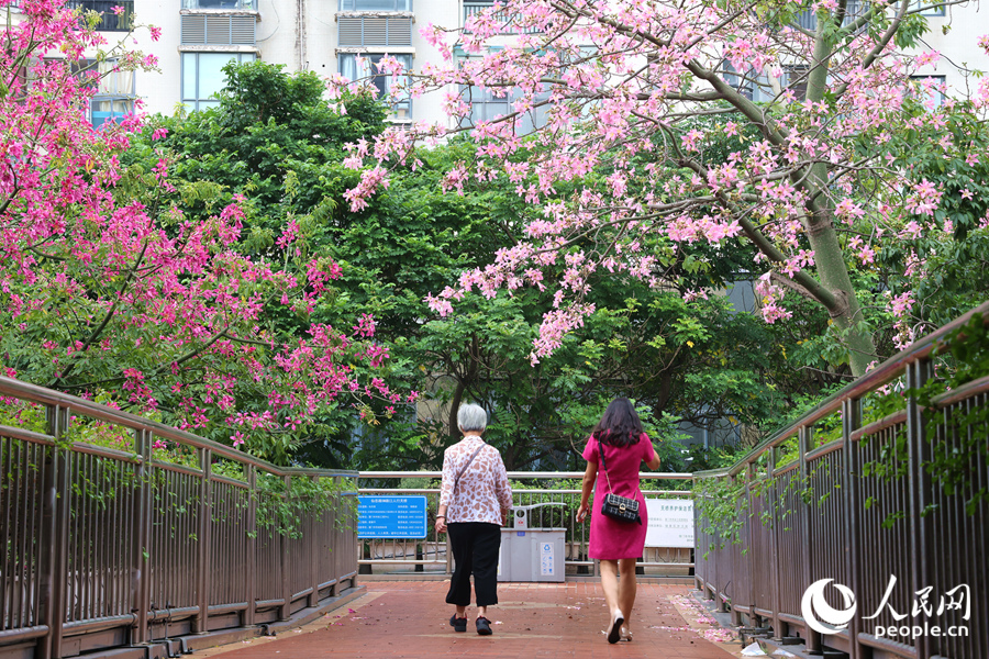 漫步廈門(mén)江頭西路天橋，亂花漸欲迷人眼。人民網(wǎng)記者 陳博攝