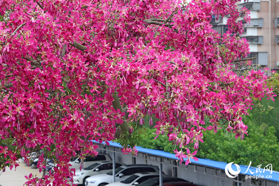 廈門(mén)和寧路的“美人樹(shù)”開(kāi)花猶如瀑布一般，從圍墻上傾瀉而下。人民網(wǎng)記者 陳博攝