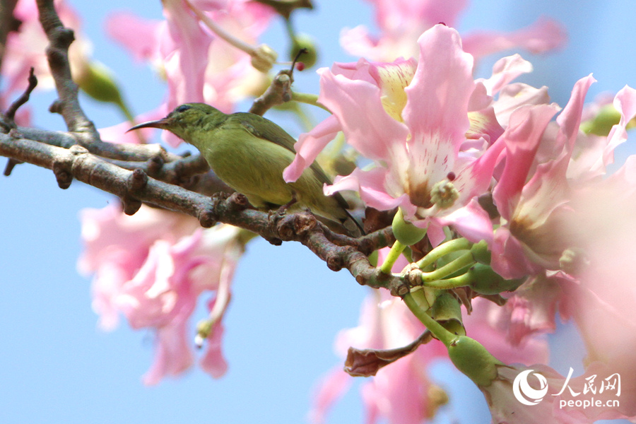 太陽(yáng)鳥(niǎo)在“美人樹(shù)”枝頭停留。人民網(wǎng)記者 陳博攝