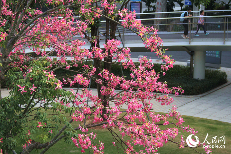 廈門(mén)山海健康步道旁，“美人樹(shù)”花朵綴滿(mǎn)枝頭。人民網(wǎng)記者 陳博攝