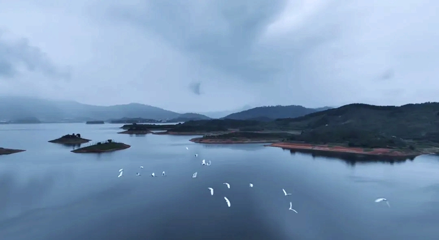 白鷺掠過水面