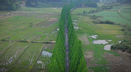 《最美騎行路》無人機(jī)航拍環(huán)武夷國(guó)家公園1號(hào)風(fēng)景道沿途美景，建陽江坊到長(zhǎng)坪的公路兩旁高大挺直的水杉，春天翠綠，春意盎然。</p