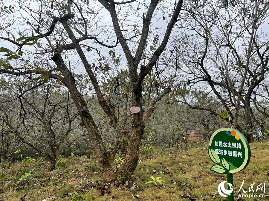 位于河田鎮(zhèn)的千畝板栗示范基地。人民網 謝星宇攝