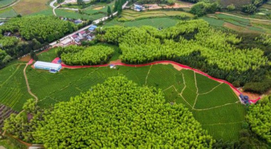 光澤縣華橋鄉(xiāng)吳屯村金映茶葉家庭農(nóng)場有限公司茶園鳥瞰圖 光澤縣委組織部供圖